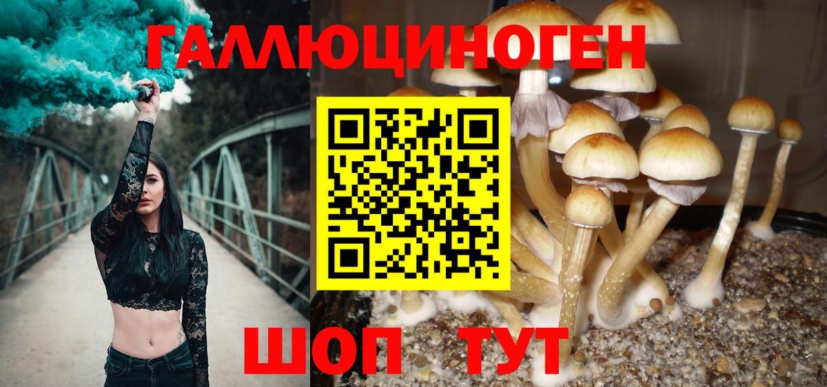 Галлюциногенные грибы Psilocybine cubensis Димитровград